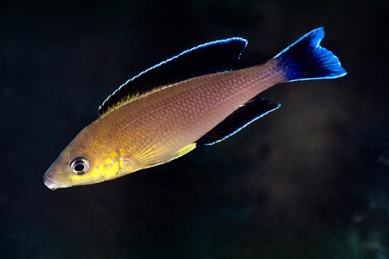 Cyprichromis sp. 'leptosoma jumbo' Cape Kapembwa